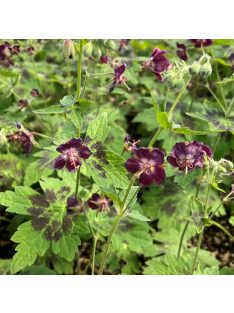 Fodros gólyaorr / Geranium phaeum 'Samobor