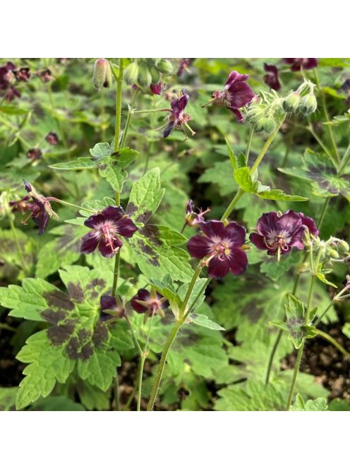 Fodros gólyaorr / Geranium phaeum 'Samobor