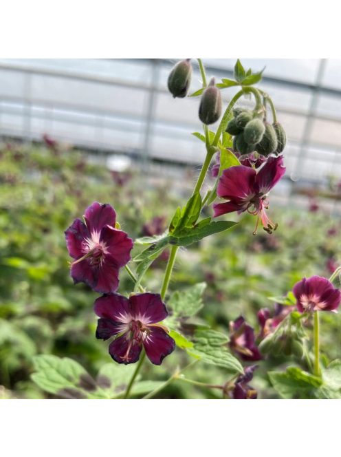 Fodros gólyaorr / Geranium phaeum 'Samobor