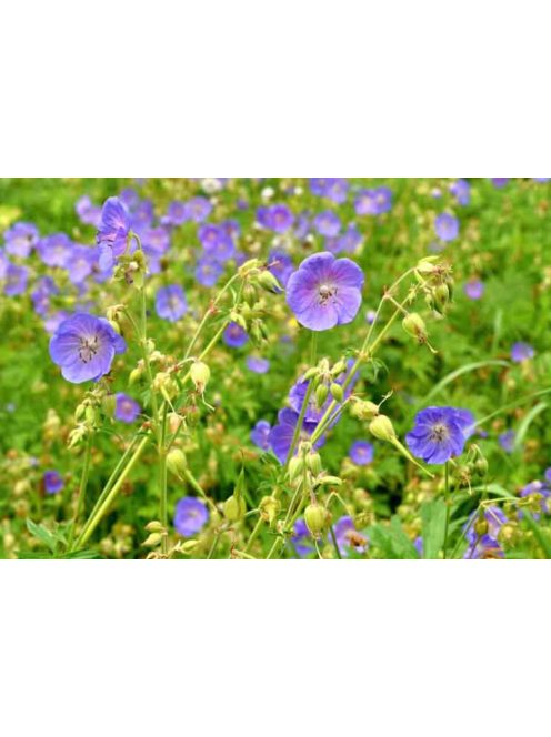 Mezei gólyaorr / Geranium pratense