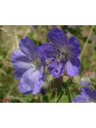 Mezei gólyaorr / Geranium pratense