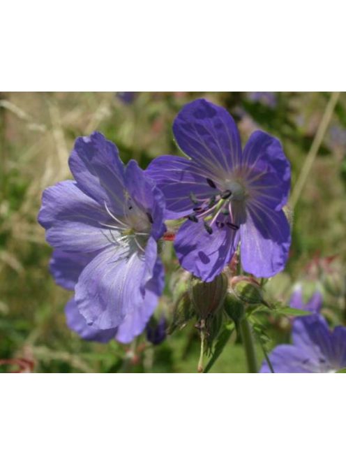 Mezei gólyaorr / Geranium pratense