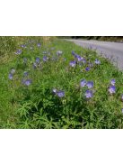 Mezei gólyaorr / Geranium pratense