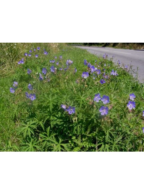 Mezei gólyaorr / Geranium pratense