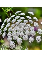 Ammi majus