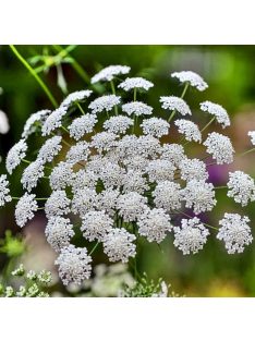 Ammi majus