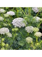 Ammi majus
