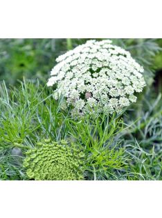 Ammi visnaga