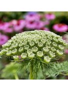 Ammi visnaga