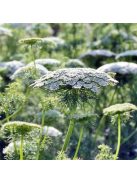 Ammi visnaga