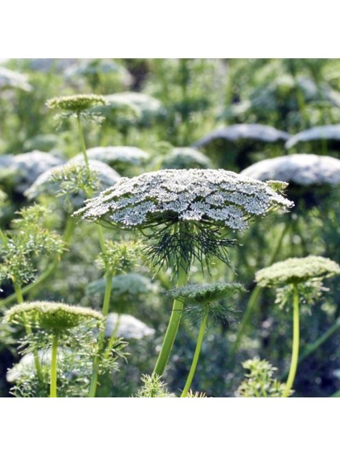 Ammi visnaga
