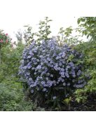 Őszirózsa, magas / Aster dumosus