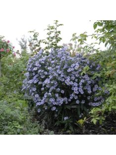 Őszirózsa, magas / Aster dumosus