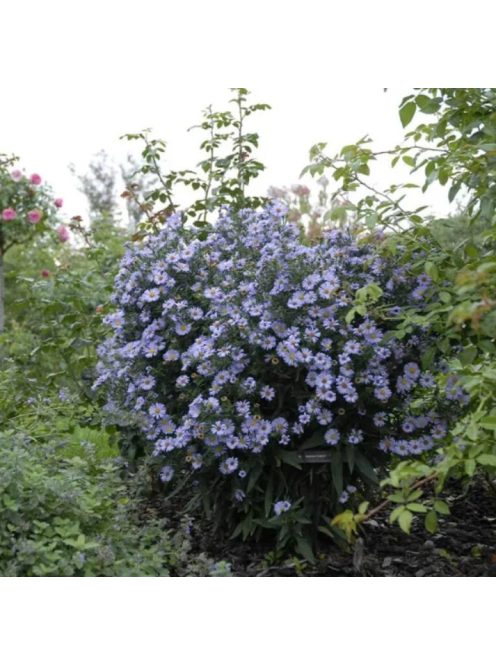 Őszirózsa, magas / Aster dumosus