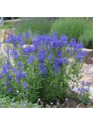 Gamandor veronika / Veronica teucrium