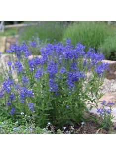 Gamandor veronika / Veronica teucrium