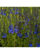 Gamandor veronika / Veronica teucrium