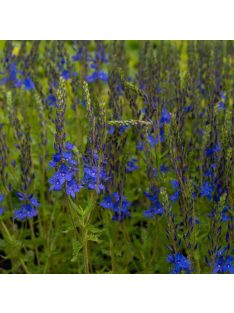 Gamandor veronika / Veronica teucrium