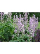 Muskotályzsálya / Salvia sclarea