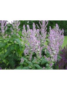 Muskotályzsálya / Salvia sclarea