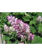 Muskotályzsálya / Salvia sclarea