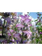 Muskotályzsálya / Salvia sclarea