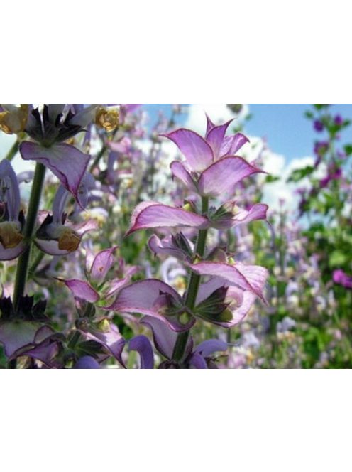 Muskotályzsálya / Salvia sclarea
