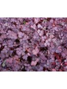 Tüskésdiócska / ACAENA inermis 'Purpurea'