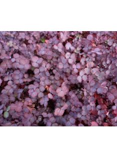 Tüskésdiócska / ACAENA inermis 'Purpurea'