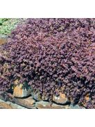 Tüskésdiócska / ACAENA inermis 'Purpurea'