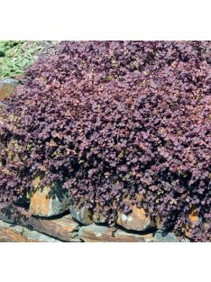 Tüskésdiócska / ACAENA inermis 'Purpurea'
