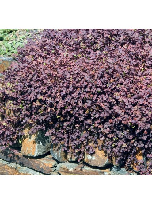 Tüskésdiócska / ACAENA inermis 'Purpurea'