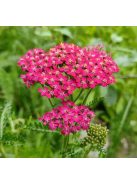 Cickafark / ACHILLEA millefolium 'Cassis'