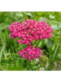 Cickafark / ACHILLEA millefolium 'Cassis'