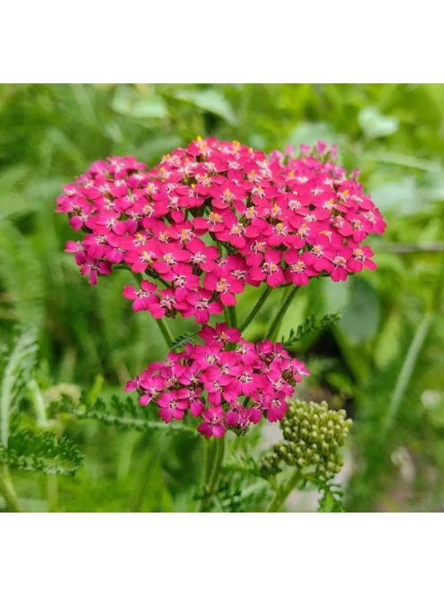 Cickafark / ACHILLEA millefolium 'Cassis'