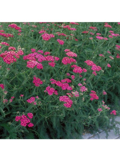 Cickafark / ACHILLEA millefolium 'Cassis'