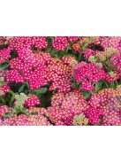 Cickafark / ACHILLEA millefolium 'Cassis'