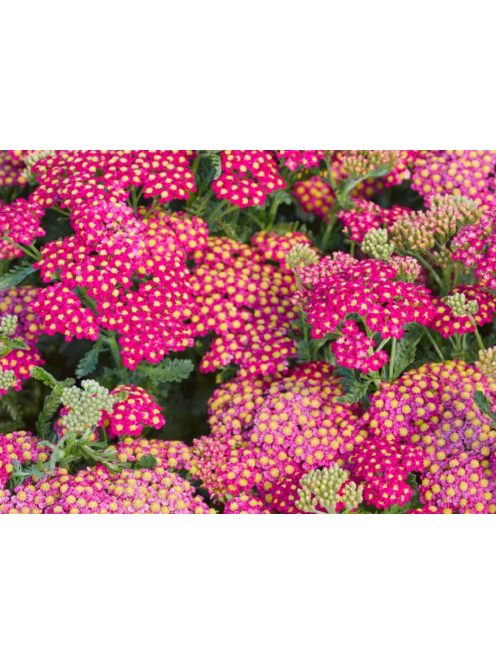 Cickafark / ACHILLEA millefolium 'Cassis'