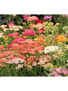 Cickafark / ACHILLEA millefolium 'Summer Pastels'