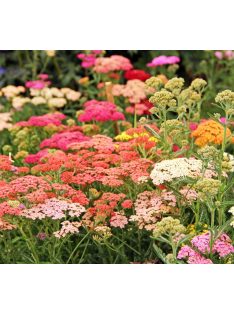 Cickafark / ACHILLEA millefolium 'Summer Pastels'