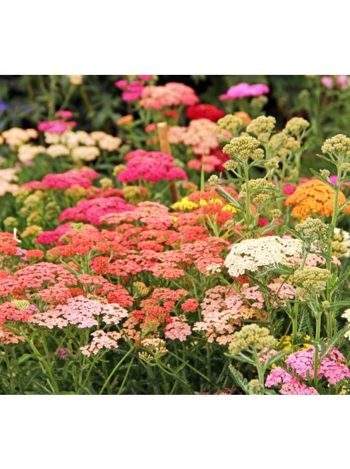 Cickafark / ACHILLEA millefolium 'Summer Pastels'