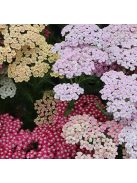Cickafark / ACHILLEA millefolium 'Summer Pastels'