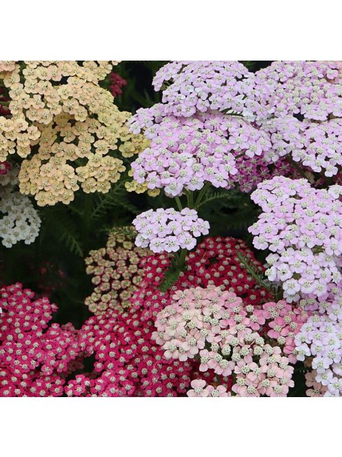 Cickafark / ACHILLEA millefolium 'Summer Pastels'