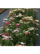 Cickafark / ACHILLEA millefolium 'Summer Pastels'