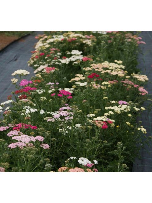 Cickafark / ACHILLEA millefolium 'Summer Pastels'