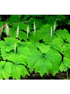 ACHLYS triphylla 