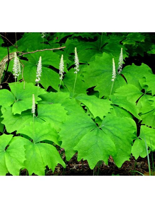 ACHLYS triphylla 