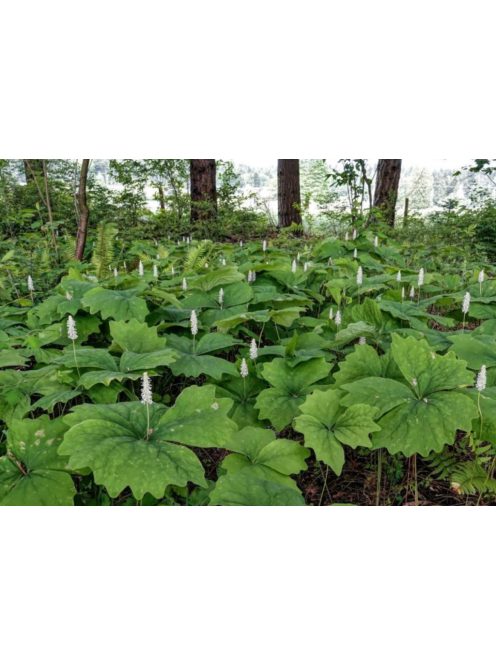 ACHLYS triphylla 