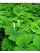 ACHLYS triphylla 