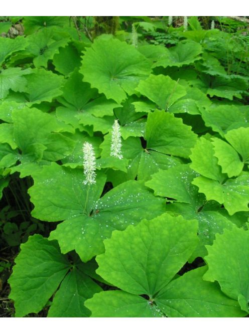 ACHLYS triphylla 